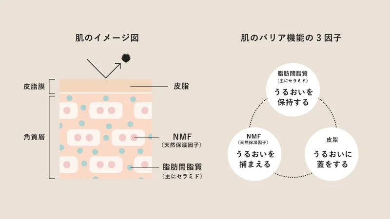 保湿成分により肌のバリア機能を高める仕組みのイメージ図