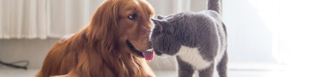 相手の立場に寄り添い仲良くなった犬と猫