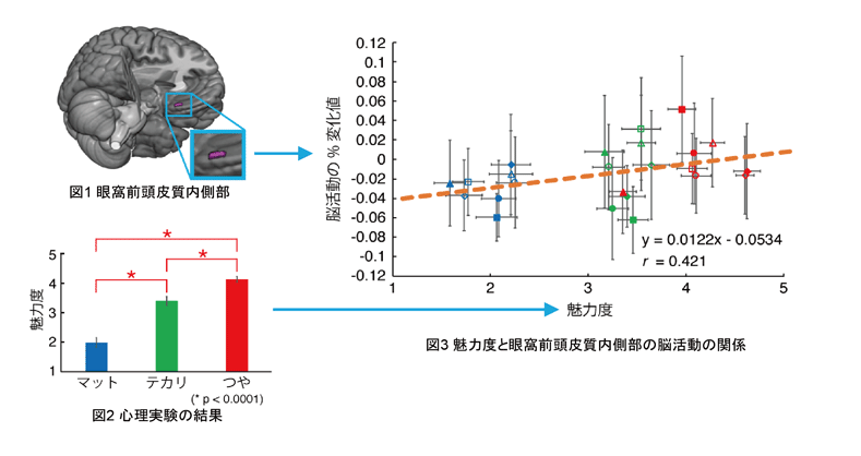 「光沢が魅力度を高める: 脳活動の新たな発見」の研究資料